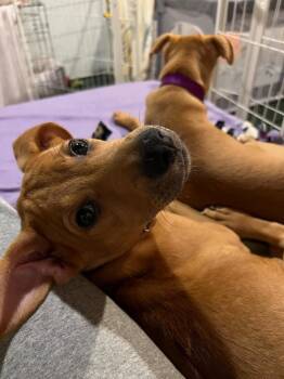 Luke Barks -  Labrador Retriever Dog for Adoption - Luke Barks | PetCurious
