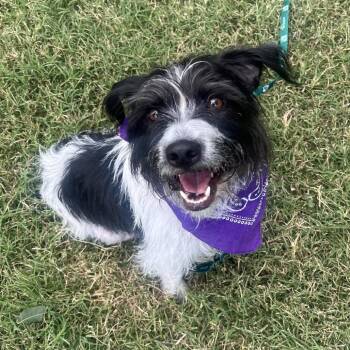 Daphne -  Parson Russell Terrier and Mixed Breed Dog for Adoption in San Antonio, Texas - Daphne | PetCurious