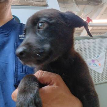 Lambada -  Mixed Breed Dog for Adoption in Guaynabo, Guaynabo - Lambada | PetCurious