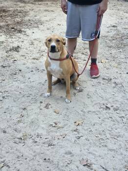 Max -  American Staffordshire Terrier Dog for Adoption in Bauxite, Arkansas - Max | PetCurious