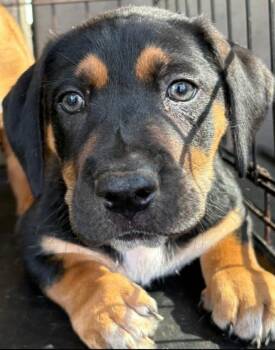 Snickers -  Basset Hound Dog for Adoption in Townville, South Carolina - Snickers | PetCurious