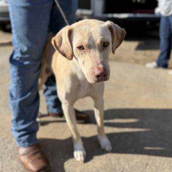 Labrador Retriever Dogs Available for Adoption - Argo | PetCurious