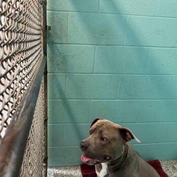 Franklin -  Mixed Breed Dog for Adoption in Port Charlotte, Florida - Franklin | PetCurious