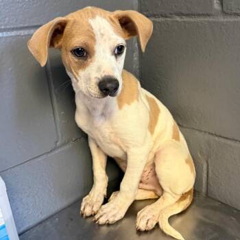 Terrier Dogs Available for Adoption in Tuscaloosa, Alabama - TUSC-Stray-84230_2_3_4_5_6 | PetCurious