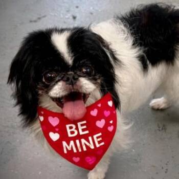 Japanese Chin Dogs Available for Adoption - Kobe | PetCurious