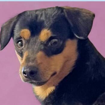 Chihuahua Dogs Available for Adoption in Briarcliff Manor, New York - Jolette | PetCurious