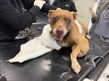 JADE -  Pit Bull Terrier Dog for Adoption in Santa Fe, New Mexico - JADE | PetCurious