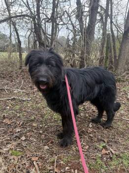 Goldendoodle Dogs Available for Adoption - Tucker | PetCurious