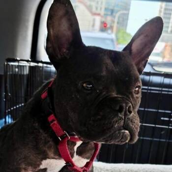 Jude -  French Bulldog Dog for Adoption in Chicago, Illinois - Jude | PetCurious