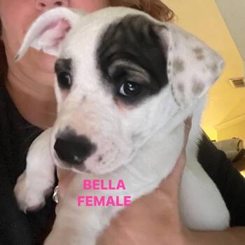 Bella -  Mixed Breed Dog for Adoption in Denison, Texas - Bella | PetCurious
