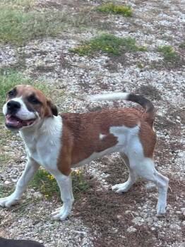 Sissy -  Hound Dog for Adoption in New Bedford, Massachusetts - Sissy | PetCurious