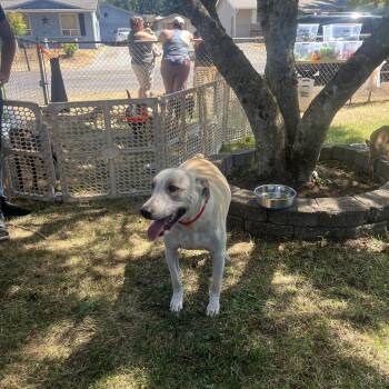 Rescue Mixed Breed Dogs for Adoption in Puyallup, Washington - Alec | PetCurious