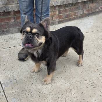 French Bulldog Dogs Available for Adoption in Lathrop, California - Mase | PetCurious