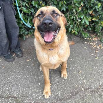 Saint Bernard and German Shepherd Dog Dogs Available for Adoption in Goleta, California - Coffee | PetCurious