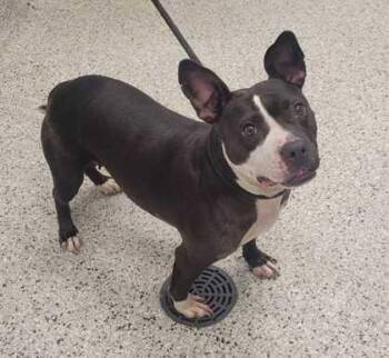 Topanga -  Pit Bull Terrier and Mixed Breed Dog for Adoption in Kansas City, Missouri - Topanga | PetCurious