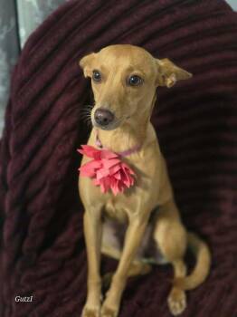 Trinity Jean -  Terrier and Italian Greyhound Dog for Adoption in Saugus, Massachusetts - Trinity Jean | PetCurious