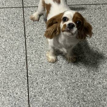 Havie 16.6 lbs -  Cavalier King Charles Spaniel Dog Available for Adoption in Antwerp, Ohio - Havie 16.6 Lbs | PetCurious