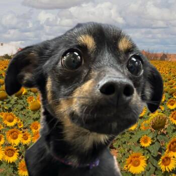 Honey Bee 54579 -  Chihuahua and Dachshund Dog for Adoption in Las Vegas, Nevada - Honey Bee 54579 | PetCurious