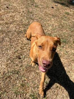 Mariah -  Hound Dog for Adoption in Little Rock, Arkansas - Mariah | PetCurious