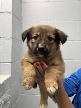 Luna Moth -  Mixed Breed Dog for Adoption in Lafayette, Indiana - Luna Moth | PetCurious