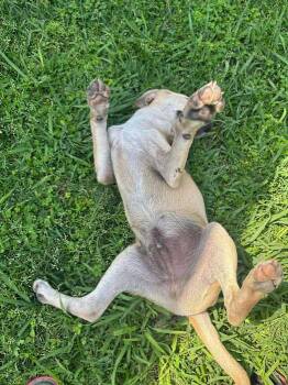 Labrador Retriever Dogs Available for Adoption in Boise, Idaho - Duke | PetCurious