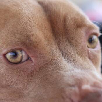 Shakira (was Sophie) -  Mixed Breed Dog for Adoption in Columbiana, Alabama - Shakira (was Sophie) | PetCurious