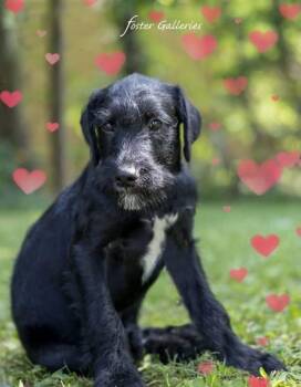 Dutch -  Schnauzer Dog for Adoption in Middletown, Connecticut - Dutch | PetCurious