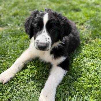 Great Pyrenees and Border Collie Dogs Available for Adoption in Farmersville, Ohio - Jett | PetCurious