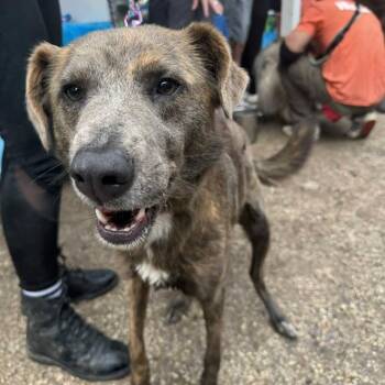 Cool Cube -  Border Collie and Greyhound Dog for Adoption in Austin, Texas - Cool Cube | PetCurious