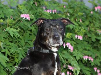 Australian Cattle Dog Blue Heeler and Boxer Dogs Available for Adoption in Omaha, Nebraska - JEAN | PetCurious