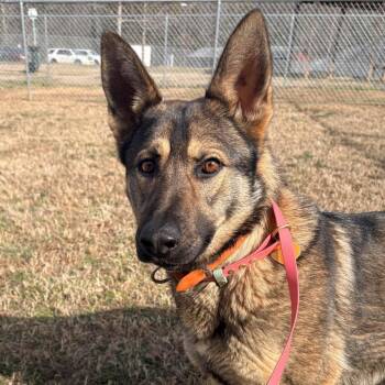 German Shepherd Dog Dogs Available for Adoption - Maxxine | PetCurious