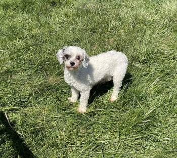 Rescue Miniature Poodle Dogs for Adoption in Coatesville, Pennsylvania - Kaitlyn | PetCurious
