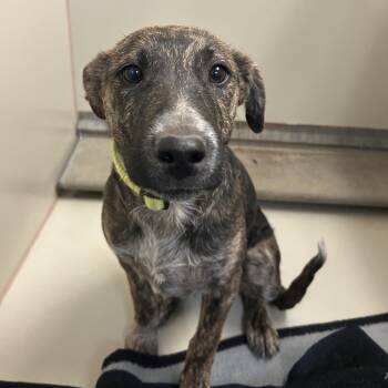 Mixed Breed Dogs Available for Adoption in Flagstaff, Arizona - Buzz | PetCurious
