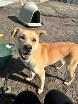 Rescue Husky and Labrador Retriever Dogs for Adoption in New Bern, North Carolina - Emmie "Ember | PetCurious
