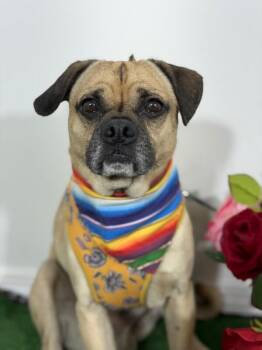 Pepe -  Pug and Puggle Dog for Adoption in Carlsbad, California - Pepe | PetCurious