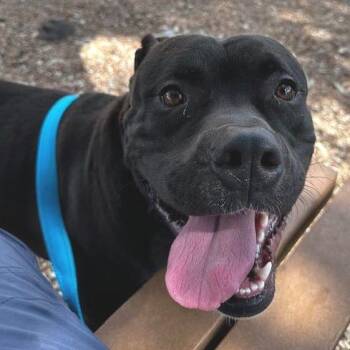 Staffordshire Bull Terrier and American Bulldog Dogs Available for Adoption in Austin, Texas - Wrigley | PetCurious