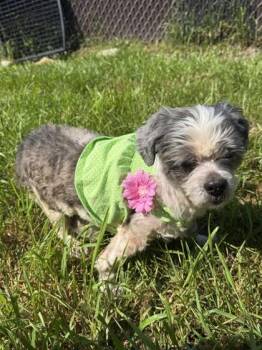 Ellie May -  Shih Tzu and Mixed Breed Dog for Adoption in Harbor Springs, Michigan - Ellie May | PetCurious