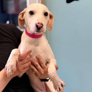 Whippet and Mixed Breed Dogs Available for Adoption in Columbus, Georgia - Macy | PetCurious
