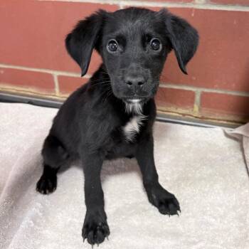 (Found) Gourdon -  Golden Retriever and Mixed Breed Dog for Adoption in Cabot, Arkansas - (Found) Gourdon | PetCurious