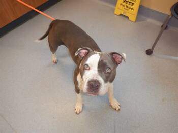 Rescue Pit Bull Terrier Dogs for Adoption in San Jose, California - TWINKIE | PetCurious