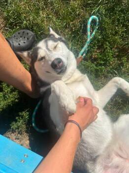 Ivy -  Pomsky Dog for Adoption in Myerstown, Pennsylvania - Ivy | PetCurious