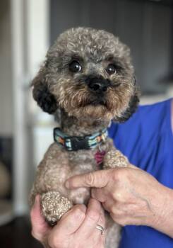 Miniature Poodle Dogs Available for Adoption in Marion, Texas - Winston | PetCurious