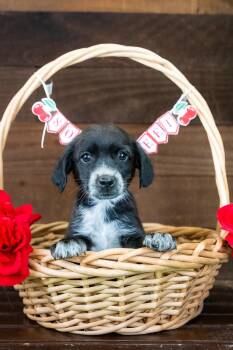 482-26 -  Australian Cattle Dog Blue Heeler Dog for Adoption in Brighton, Colorado - 482-26 | PetCurious