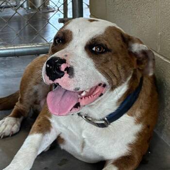 Elvis -  Catahoula Leopard Dog and Mixed Breed Dog for Adoption in Bronson, Florida - Elvis | PetCurious