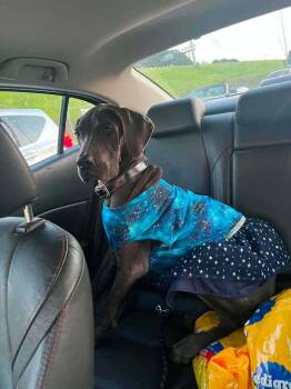 Diamond (AL) -  Great Dane Dog for Adoption in New York, New York - Diamond (AL) | PetCurious