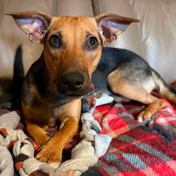 Ella -  Labrador Retriever and German Shepherd Dog Dog for Adoption in Columbia, Maryland - Ella | PetCurious