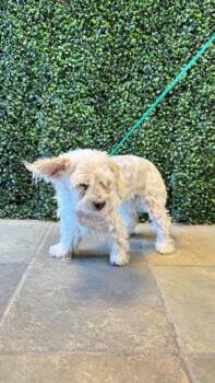 Mixed Breed Dogs Available for Adoption in El Paso, Texas - 61064039 | PetCurious