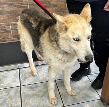 Shadow -  Shepherd and Siberian Husky Dog for Adoption in Naperville, Illinois - Shadow | PetCurious