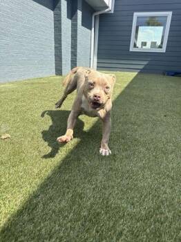 Sweetie -  Mixed Breed Dog for Adoption in Lafayette, Indiana - Sweetie | PetCurious