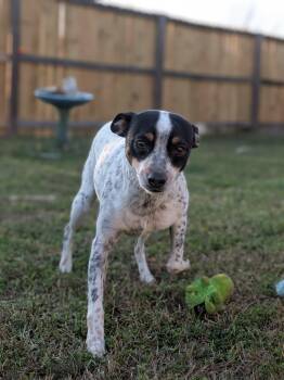 Jack Russell Terrier Dogs Available for Adoption - Dilbert | PetCurious